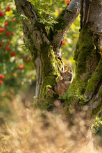 Sitting Small Lynx Cub In A Mossy Tree With Red Furits Tree In The Background And Golden Long Grass On A Bottom