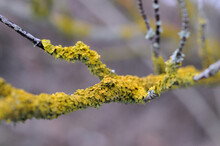 Branches Covered With Yellow Moss At The End Of Winter. Shallow Depth Of Field