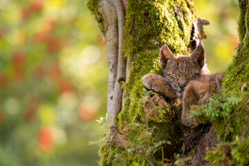 sleeping cute small lynx cub in a mossy tree with red furits tree in the background