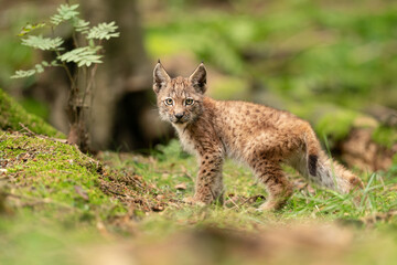 Wall Mural - Lynx cub in a forest grass. Lynx lynx. Wildlife animal in natural behaviour.