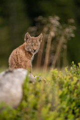 Wall Mural - Small lync cub sitting on the ground with beautiful grass and blueberry surroundings