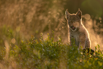 Wall Mural - Licking baby lynx in tall grass in the golden light of the setting sun. Lusty kitten lynx