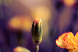 Pąk goździka w rozmytej kompozycji z pięknym barwnym tłem. Subtelne, wiosenne zdjęcie.