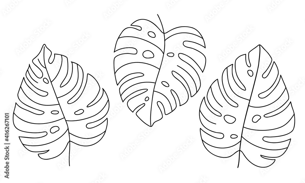 Hand-draw set of tropical monstera leaves. Exotic plant - Monstera Deliciosa. Black contours isolated on a white background. Vector stock illustration for cards, flyers, stickers, textile, web design. - obrazy, fototapety, plakaty 