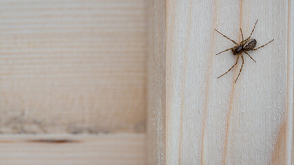 spider sitting on a wooden board macro texture
