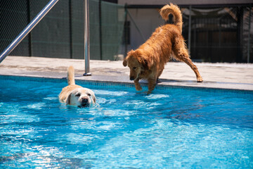 A beautiful Golden retriever and Labrador retriever dogs having fun and happily playing in dog pool, in crystal clear blue water, excercising and refreshing on a hot summer day