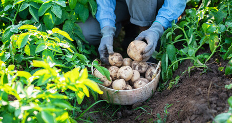 Wall Mural - farmer harvesting potatoes