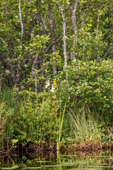 Wall Mural - Wild forest in natural environment