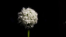 Beautiful White Allium Circular Globe Shaped Flowers Blow In The Wind. Photo Shot Taken In Night With Black Background.