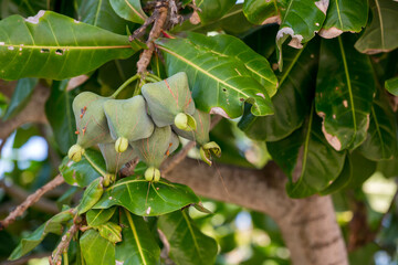 fish poison tree or sea poison tree or barringtonia asiatica tropical jungle fruit. fish poison tree