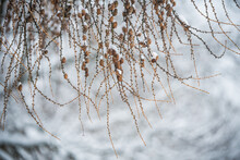 Larch Tree Branches With Small Cones In Snow Background
