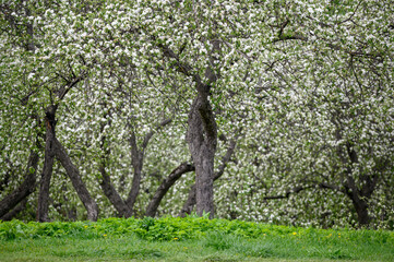 Wall Mural - blooming apple trees