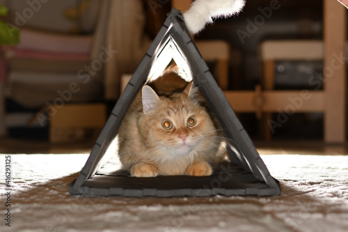 猫 アドビストックのデザイン かべいろ Com おしゃれ壁紙リフォーム貼り替え インクジェット壁紙のかべいろ Com 猫 アドビストックのデザイン かべいろ Com おしゃれ壁紙リフォーム貼り替え インクジェット壁紙のかべいろ Com