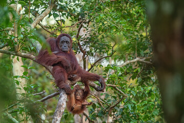 Wall Mural - Orangutan on the tree in jungle 
