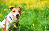 Fototapeta Zwierzęta - Happy senior dog walking on leash on sunny spring day in meadow green grass and flowers