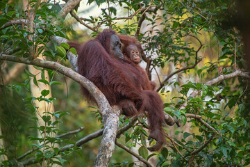 Wall Mural - Orangutan on the tree in jungle 