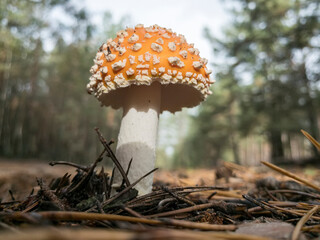 Amanita muscaria, commonly known as the fly agaric or fly amanita