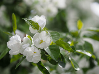 Wall Mural - blooming apple