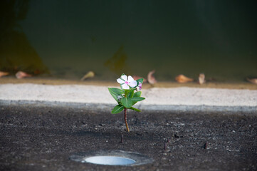 A flower sprouted from a rock by the river.