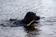 © Robin - black wet labrador retriever dog swims in the water with a wooden stick in its mouth