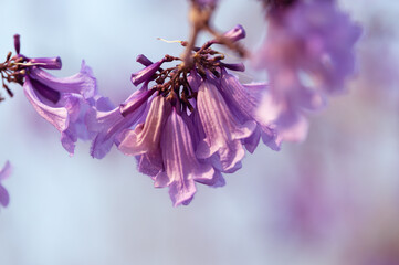 Wall Mural - Beautiful Jacaranda obtusifolia flowers,Purple flowers are blooming beautifully in summer soft blur for background.