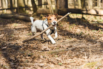 Wall Mural - Dog playing fetch with wooden stick in spring forest on sunny warm day