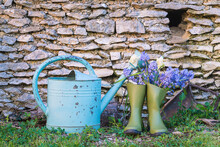 Spring Gardening Still Life. Vintag Watering Can, Bouquet Of Blue Hyacinth Flowers In Rubber Boots Near Rustic Stone Wall
