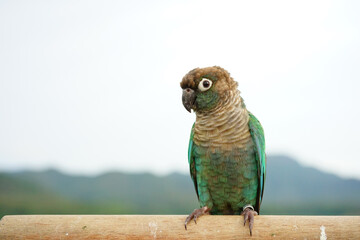 Wall Mural - Green cheek conure on the sky and mountain background, the small parrot of the genus Pyrrhura, has a sharp beak. Native to South America (Amazon).