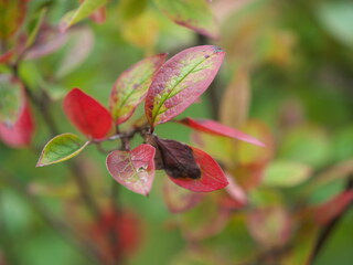 Wall Mural - red and green leaves