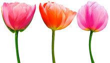 Set  Flowers Tulips On A White  Isolated Background With Clipping Path. Close-up. Flowers On The Stem. Nature.