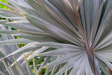 Naklejka na meble Close up of Palm Frond