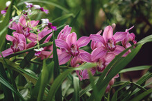 Orchids Flowering In The Garden, Pink Cymbidium Or Boat-orchid Flowers Against Green Leaves