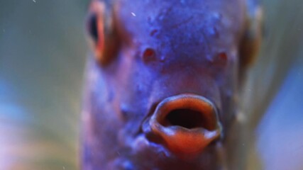 Wall Mural - Blue fish discus swiming in aquarium. Close up of fish breathing. Aquaria concept