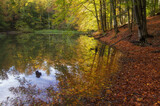 Fototapeta Las - jeziorko duszatyńskie jesienią