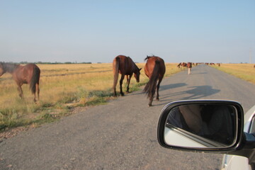 horses on the road