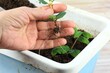 © svehlik - Vegetative reproduction in plants. New plants with roots grown from pieces of a twig. Woman hand holding the new seedling.