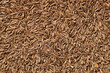 cumin seed close-up background pattern