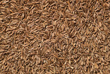 Fototapeta Na ścianę - cumin seed close-up background pattern