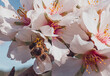 A bee on a white almond tree flower