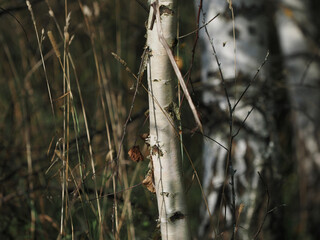 Wall Mural - birch tree