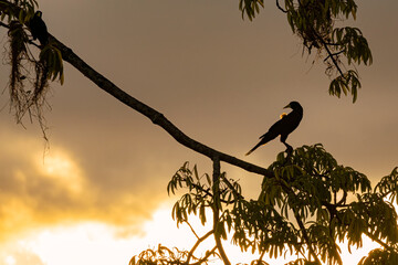 Oropendola or Conoto bird resting on a tree branch during a colorful sunrise