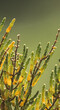 Salicornia growing in salt marshes and beach