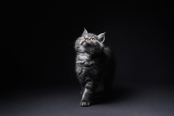 Adorable scottish black tabby kitten looks up on copy space above. Studio shot, black background.