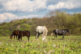 Fototapeta Sawanna - Wild free horses eating and walking in Pirin mountain, Bulgraia. Moving around.