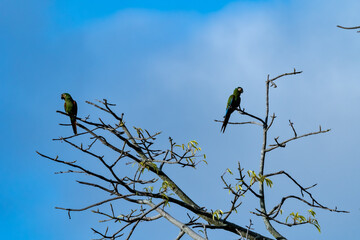 Green parrot resting on tree branch with blue sky at the background