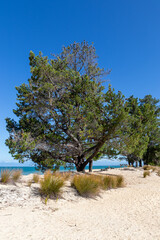 Sticker - Pin sur une plage, parc Abel Tasman, Nouvelle Zélande