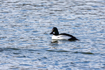 Wall Mural - The common goldeneye (Bucephala clangula). Sea ducks during migration on the river.