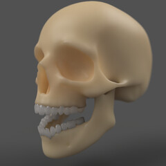 Wall Mural - plastic bone human skull with teeth