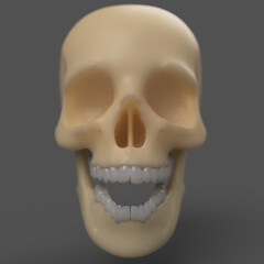 Wall Mural - plastic bone human skull with teeth