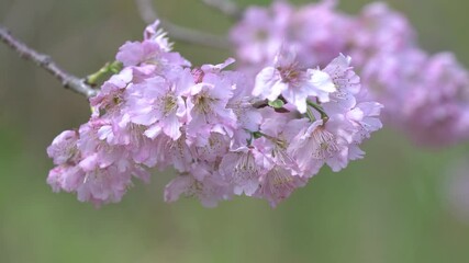 Sticker - Beautiful Sakura Cherry Blossom in dark pink color in spring.